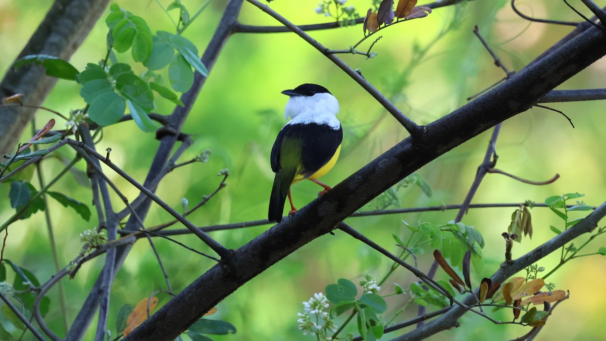 White-collared Manakin - Andy Bridges