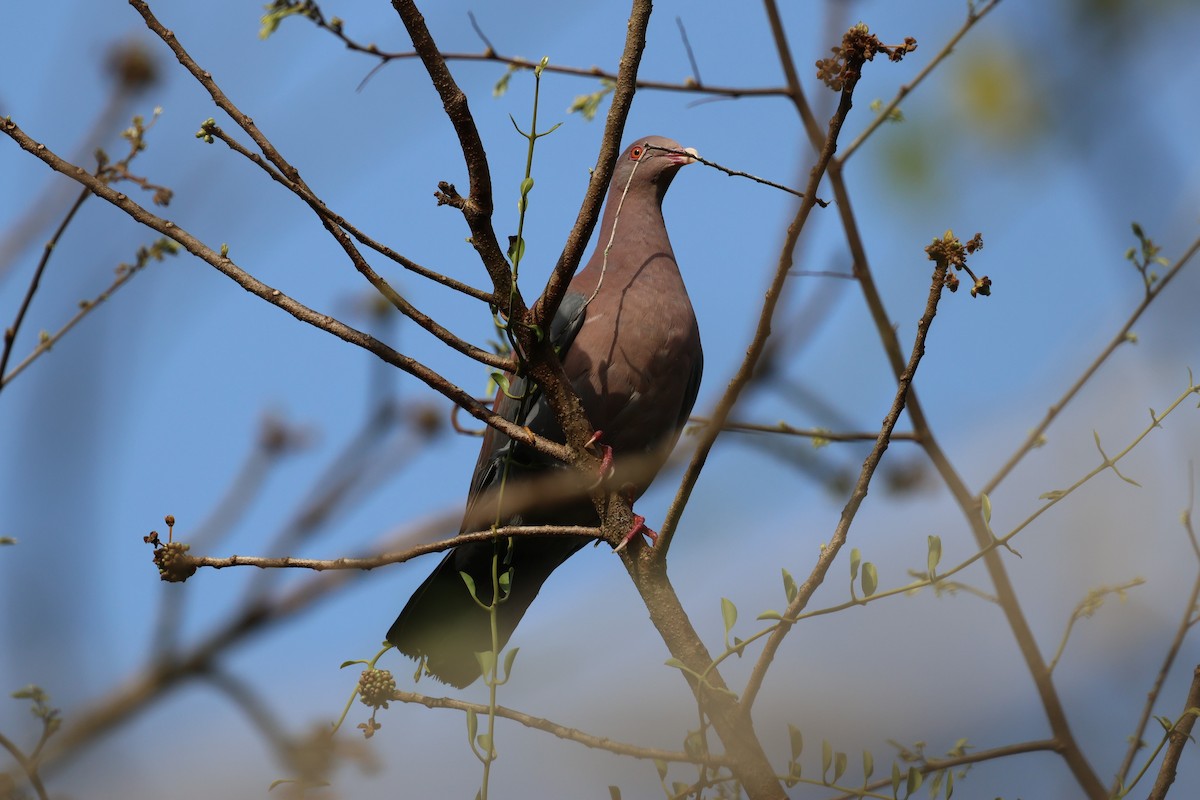 Pigeon à bec rouge - ML617992677