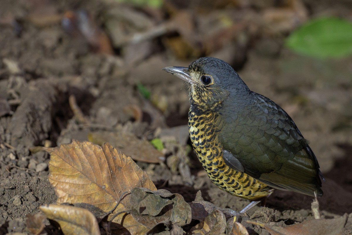 Undulated Antpitta - ML617992680