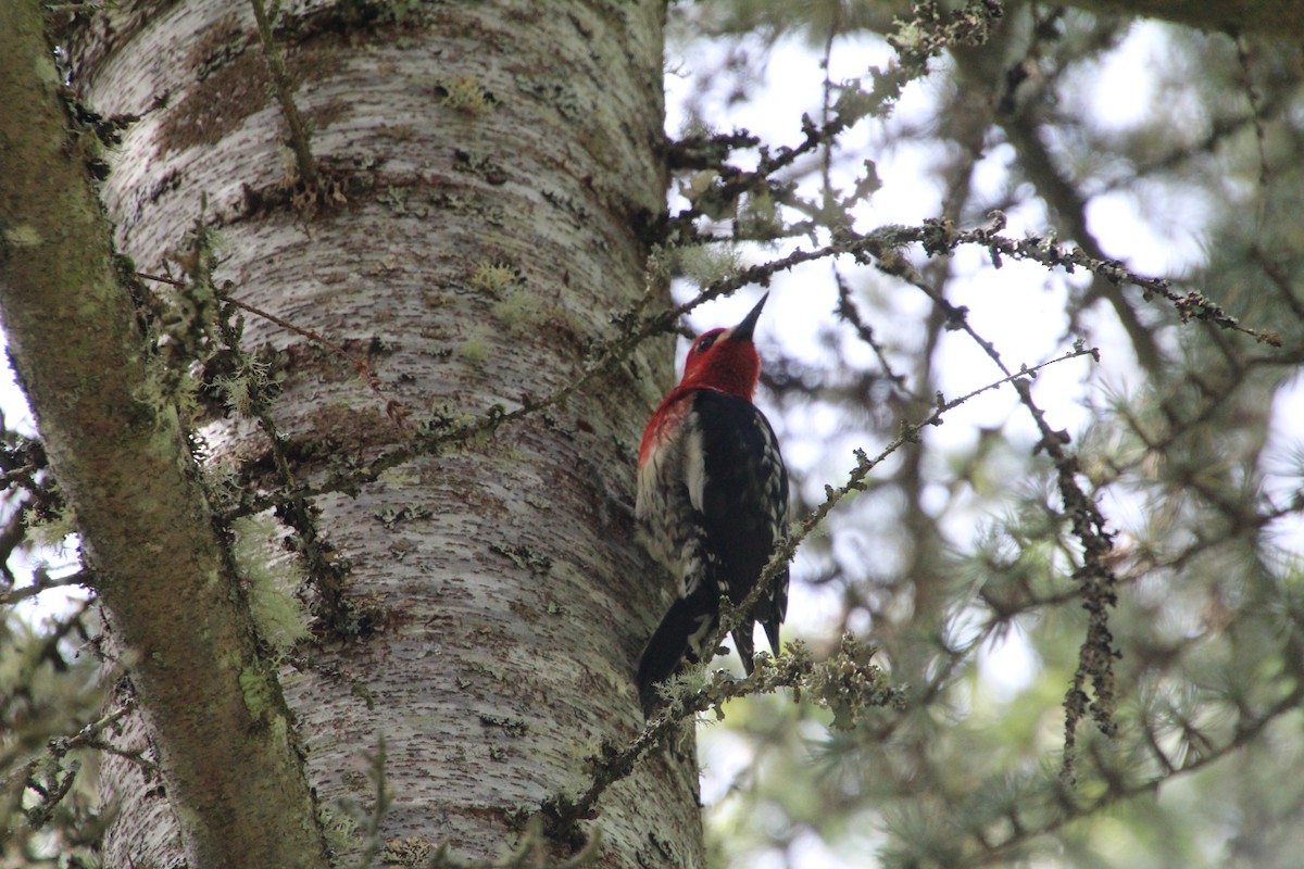 Red-breasted Sapsucker - Ann Monk