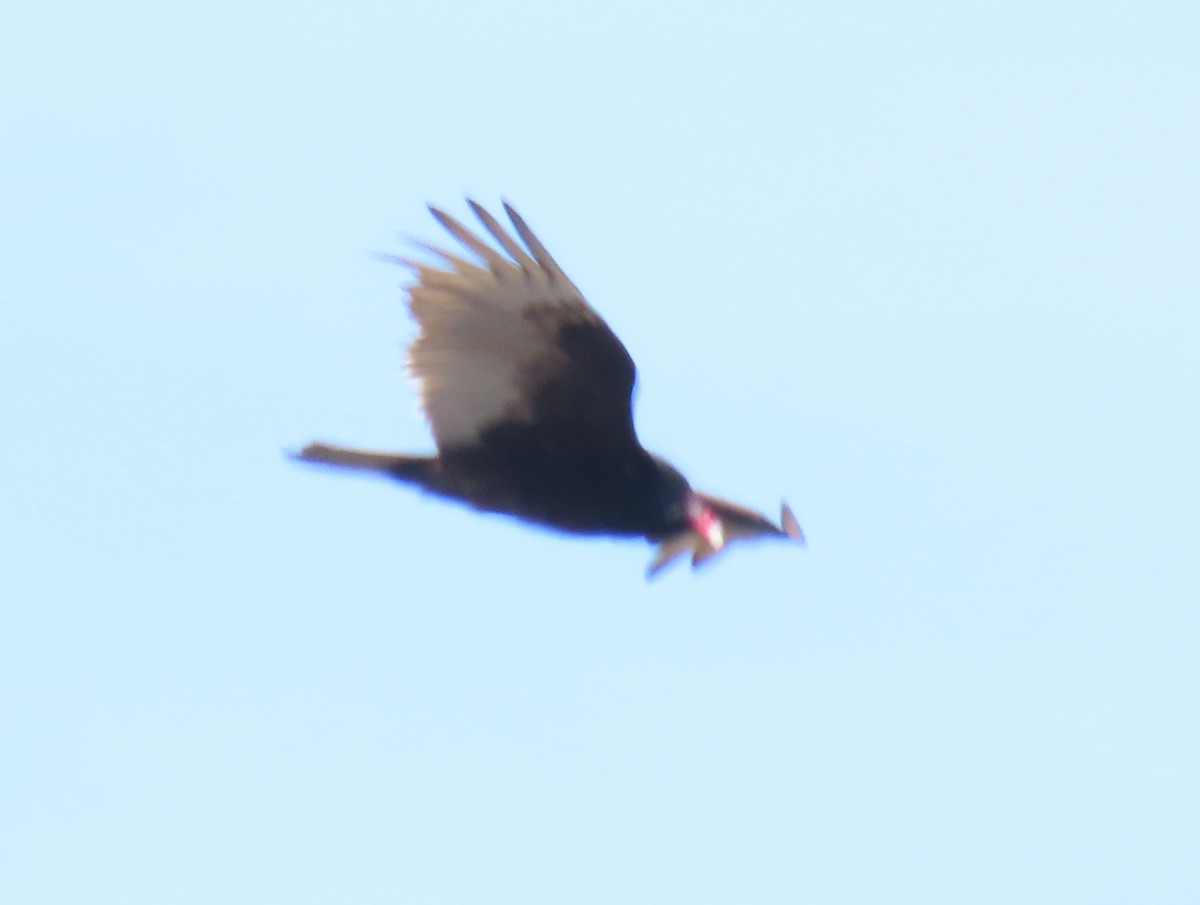 Turkey Vulture - ML617992736