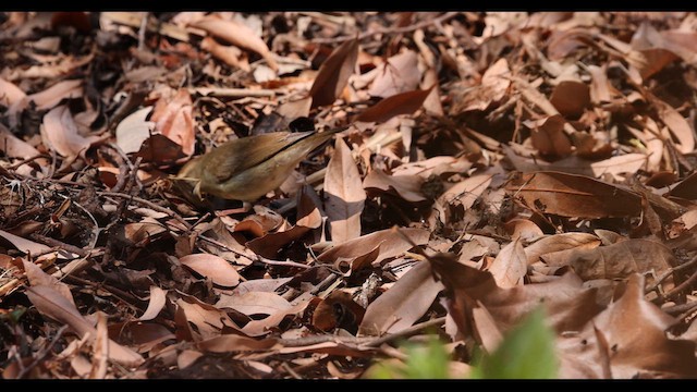 Swainson's Warbler - ML617992744