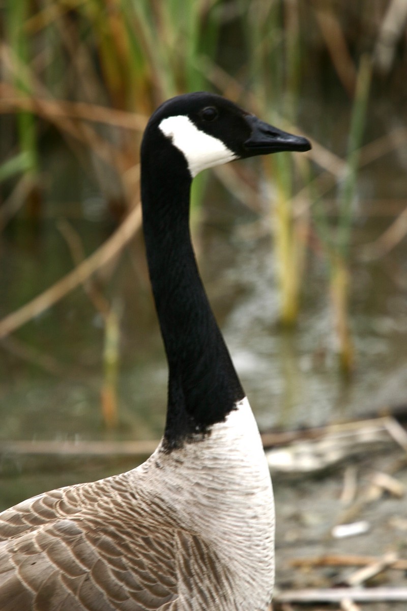 Canada Goose - ML617992745