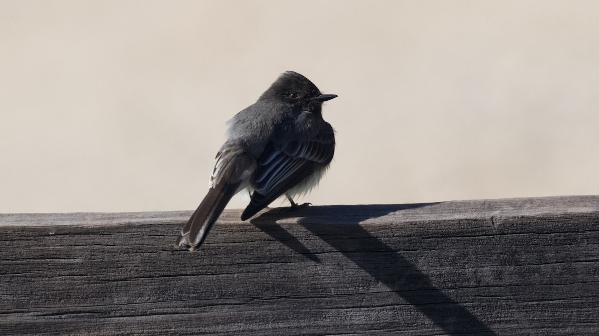 Black Phoebe - ML617992753