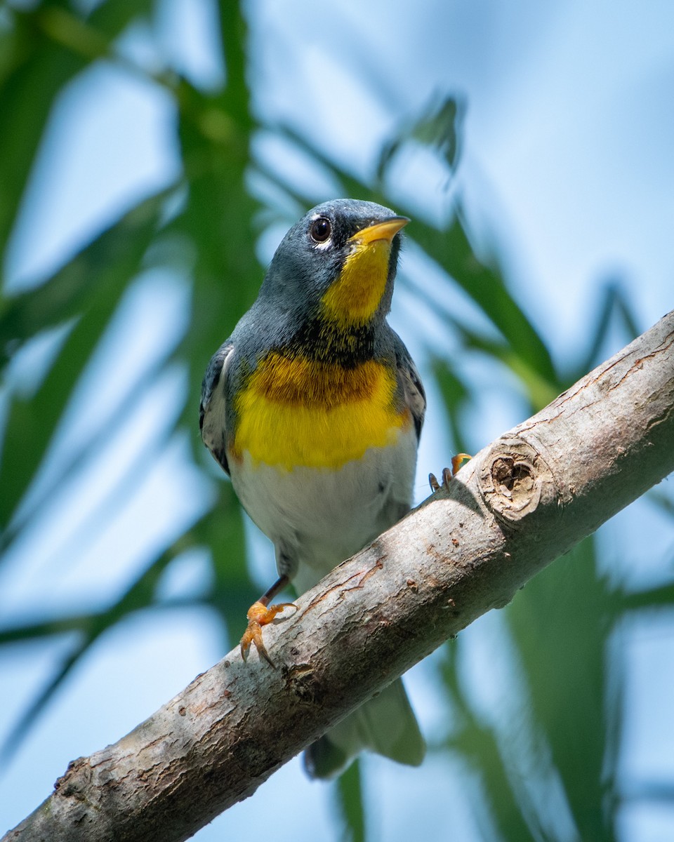 Northern Parula - ML617992762