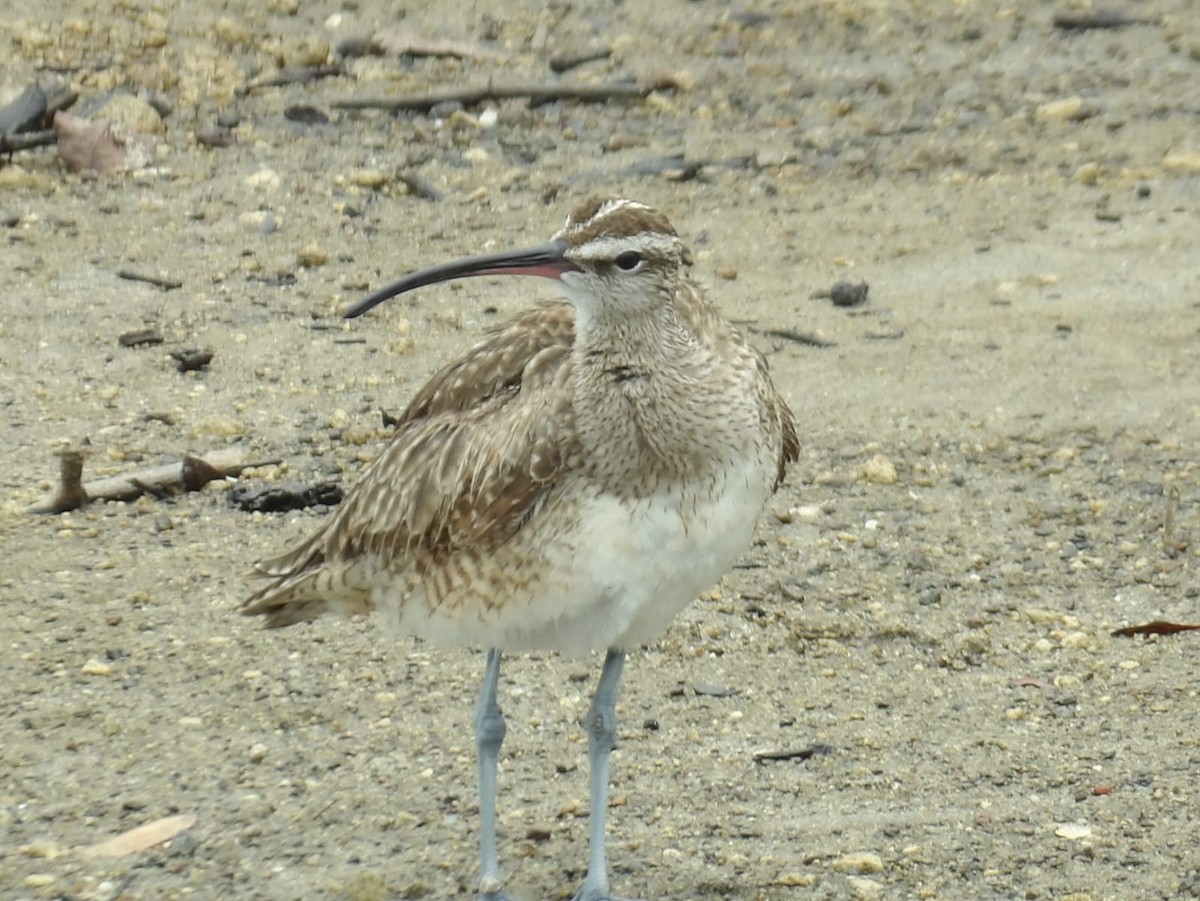 Whimbrel - ML617992763