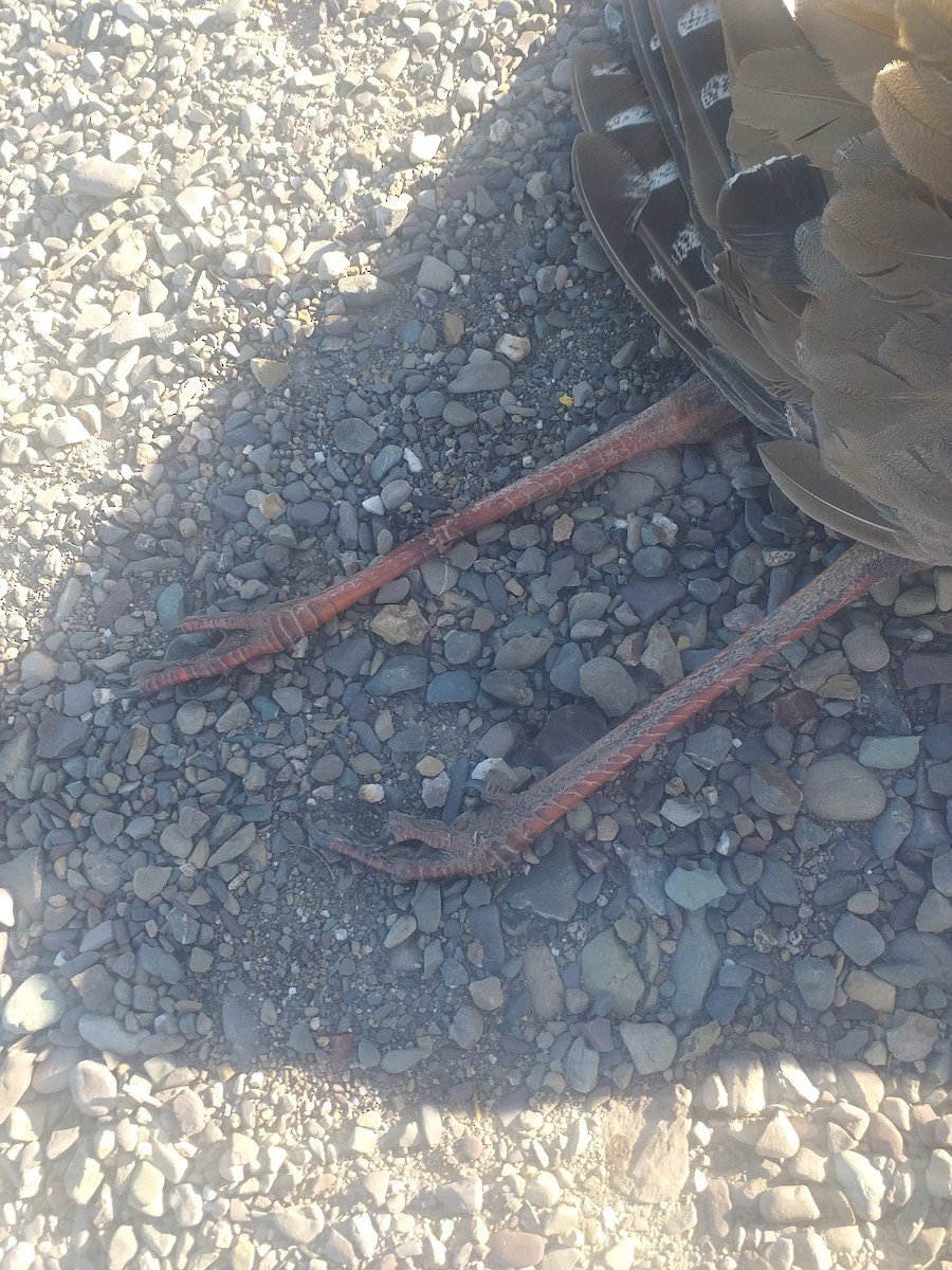 seriema rudozobá - ML617992764