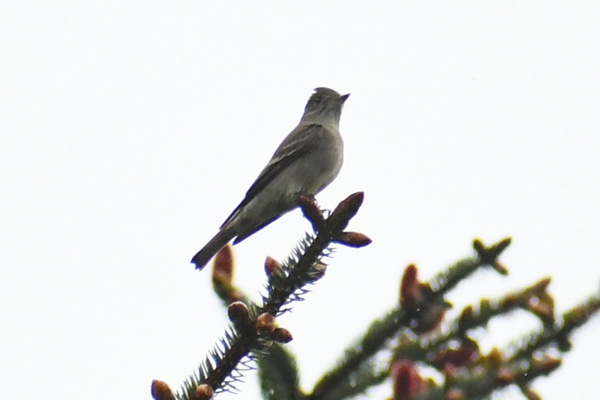 Western Wood-Pewee - ML617992769