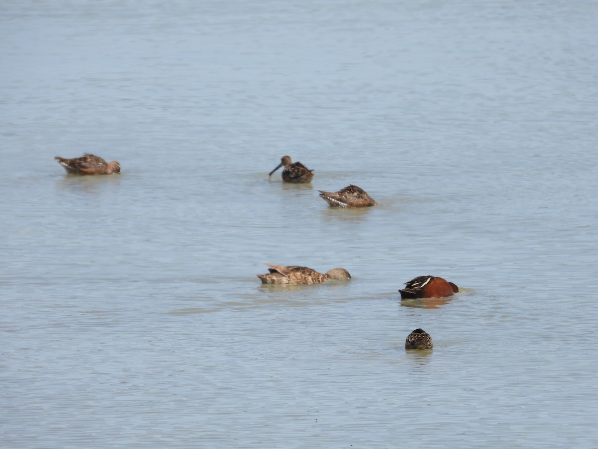 Cinnamon Teal - ML617992783