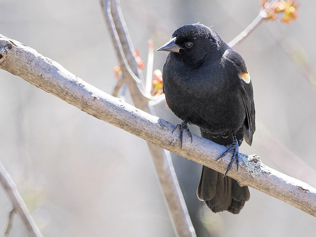 Red-winged Blackbird - Denis Allard