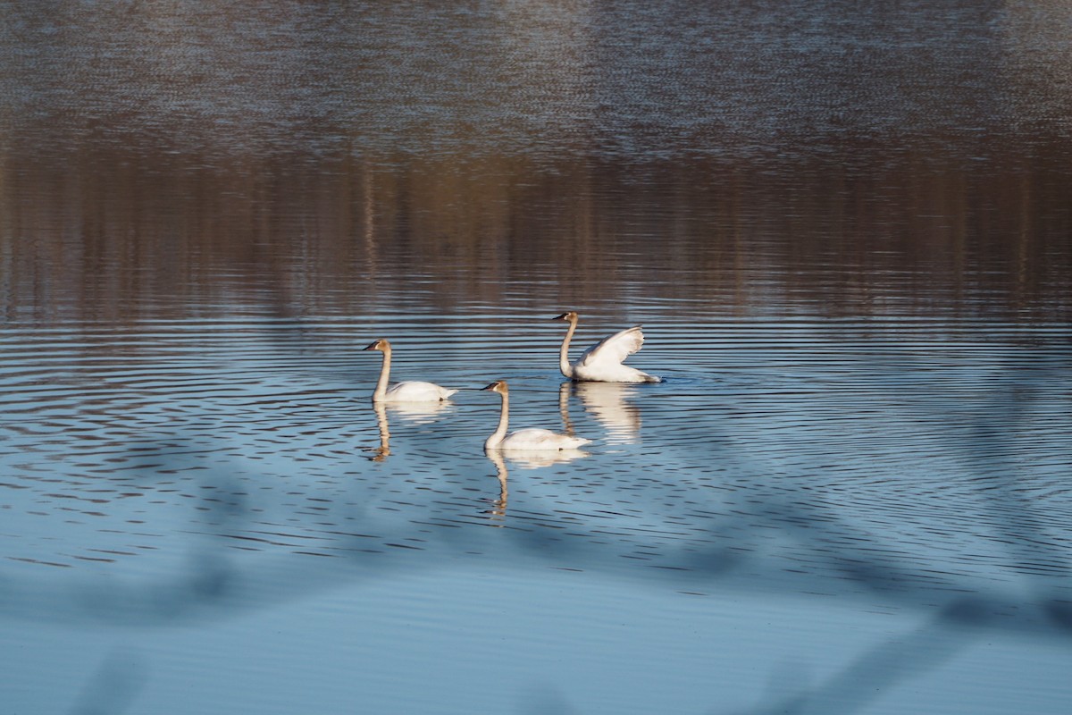 Trumpeter Swan - Gaye Beckwith