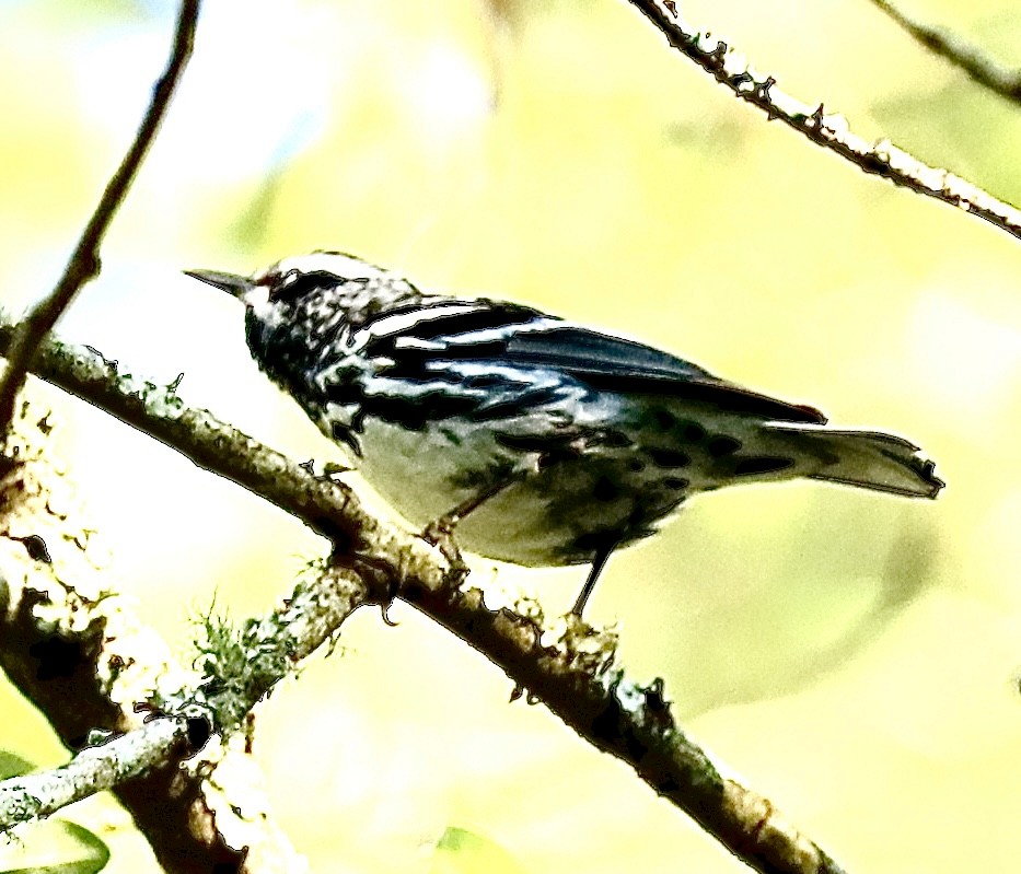 Black-and-white Warbler - Margaret Bergstrom