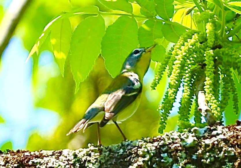 Paruline à collier - ML617992823