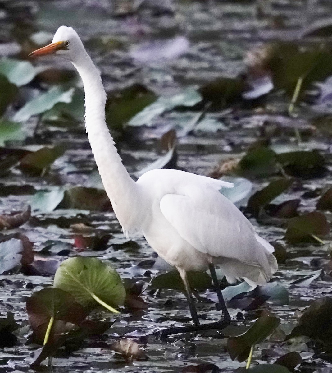 Great Egret (modesta) - ML617992827