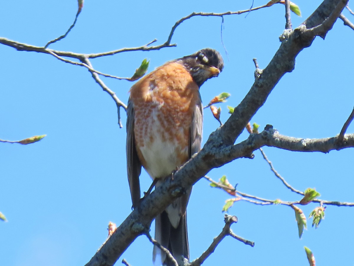 American Robin - ML617992830