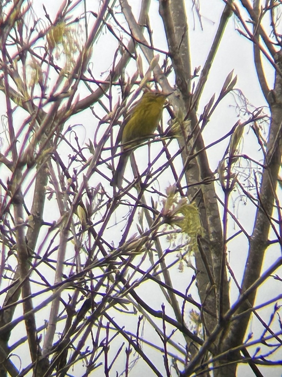 Pine Warbler - Jamie Buchanan