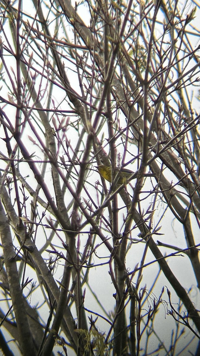 Pine Warbler - Jamie Buchanan