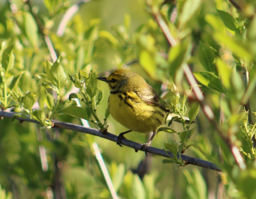 Prairie Warbler - ML617992852