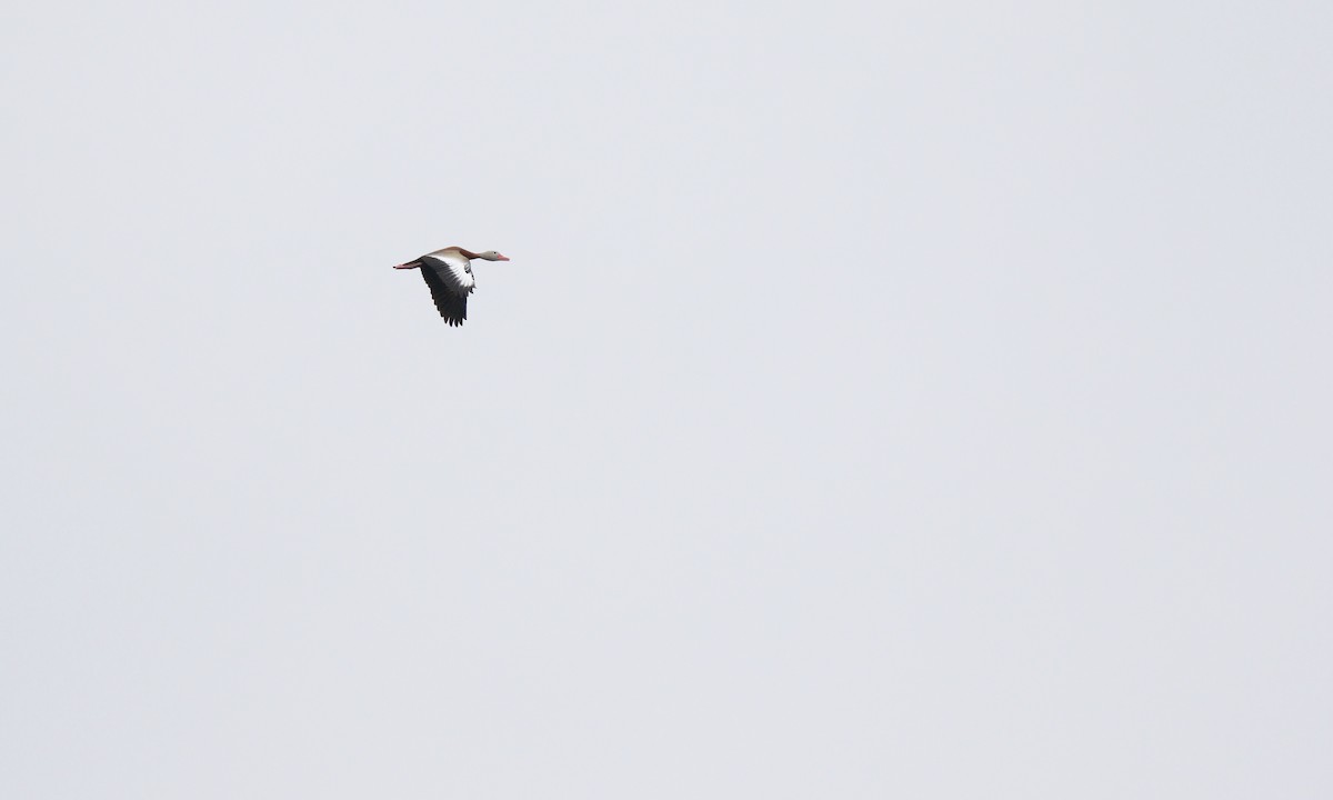 Black-bellied Whistling-Duck - ML617992875