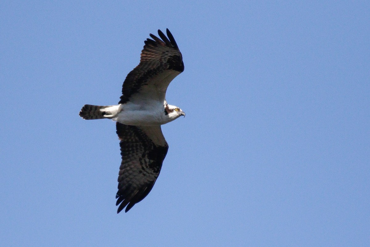 Osprey - ML617992893