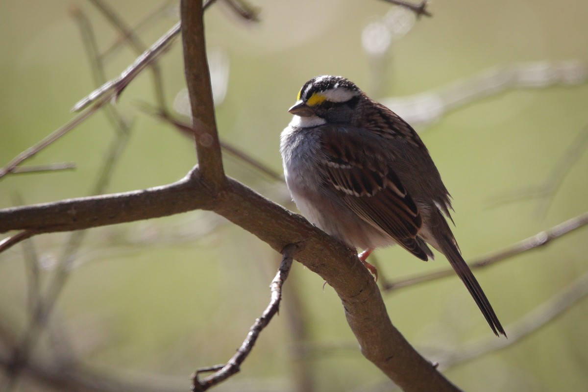 White-throated Sparrow - ML617992899
