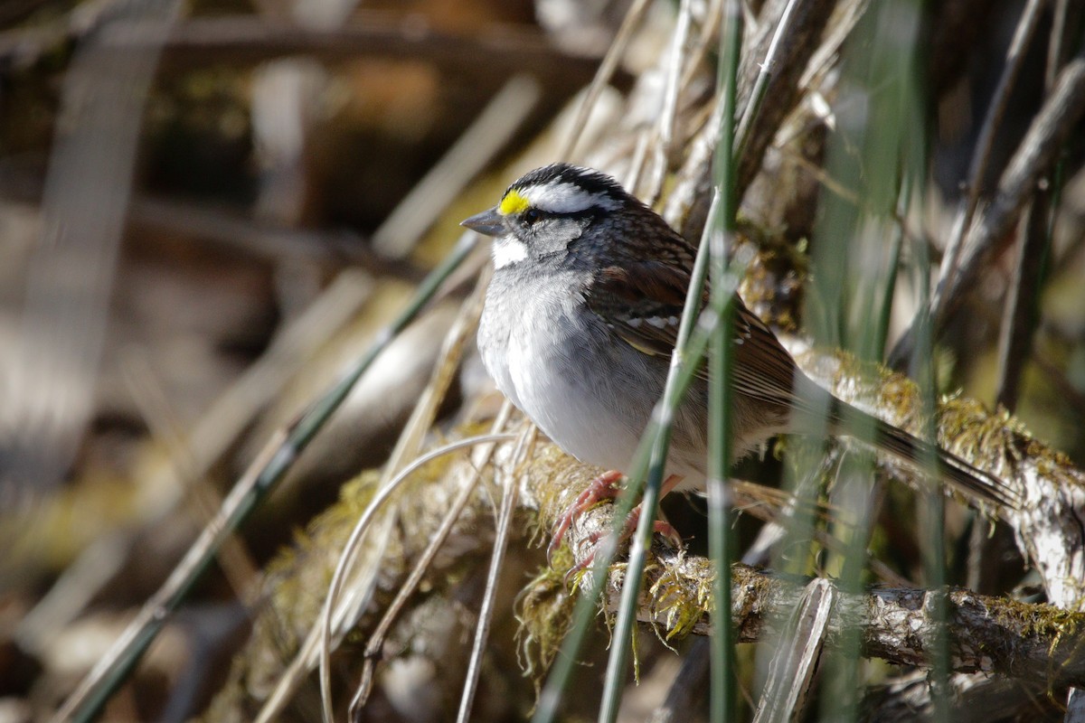 White-throated Sparrow - ML617992900