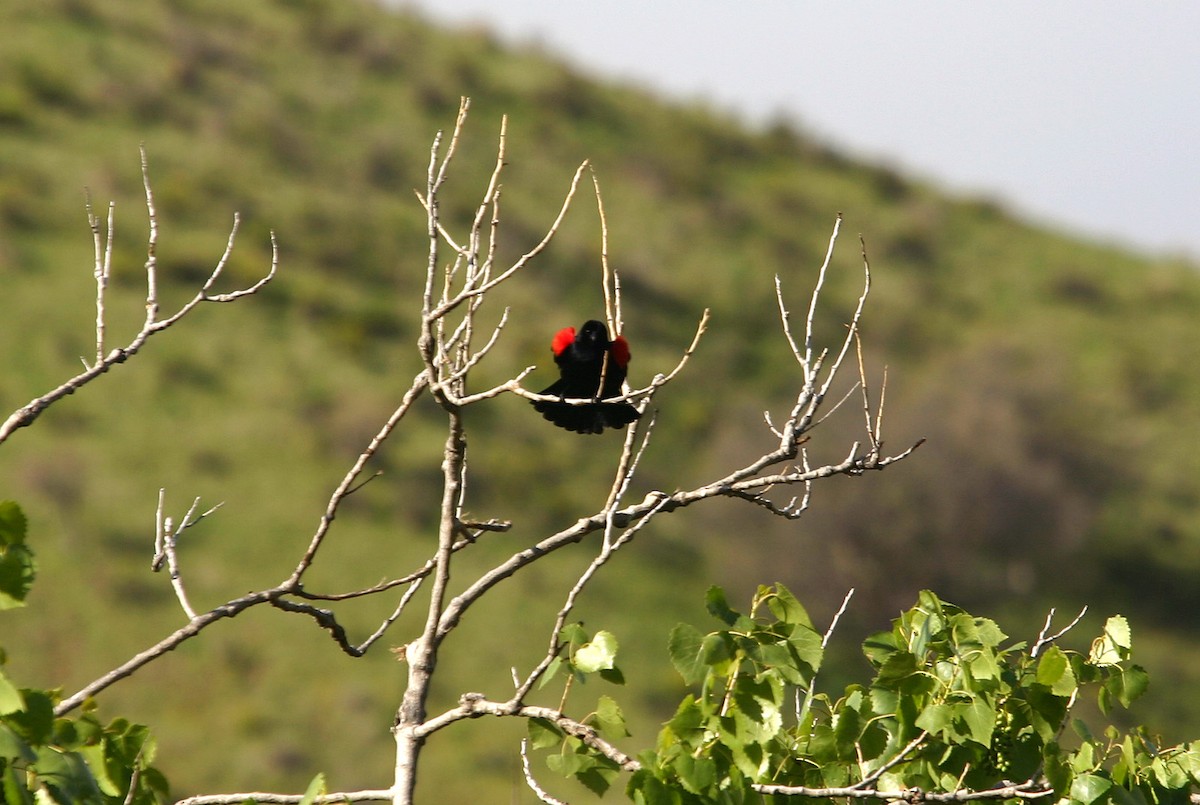 Red-winged Blackbird - William Clark