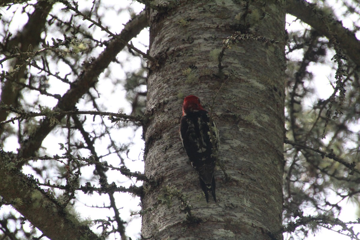 Red-breasted Sapsucker - Ann Monk