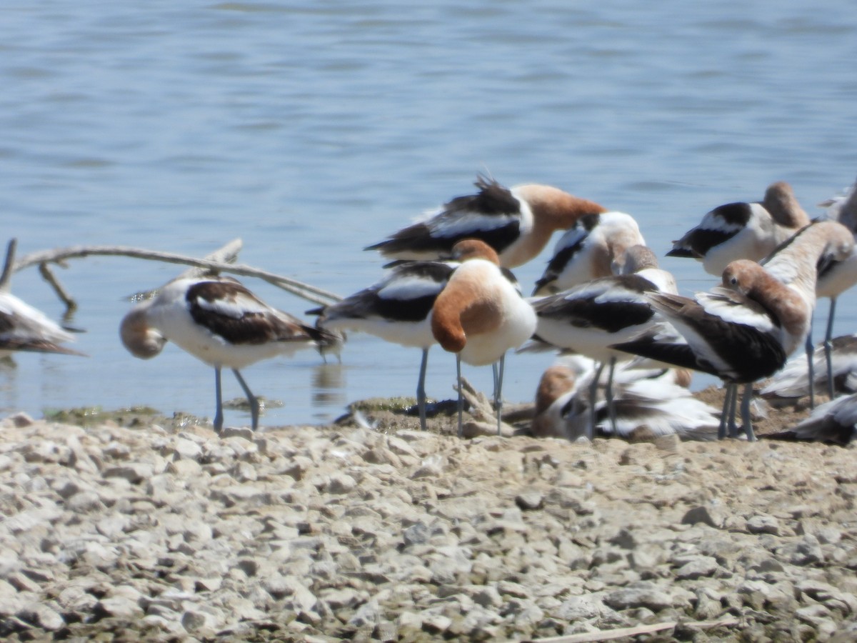 Avocette d'Amérique - ML617992960