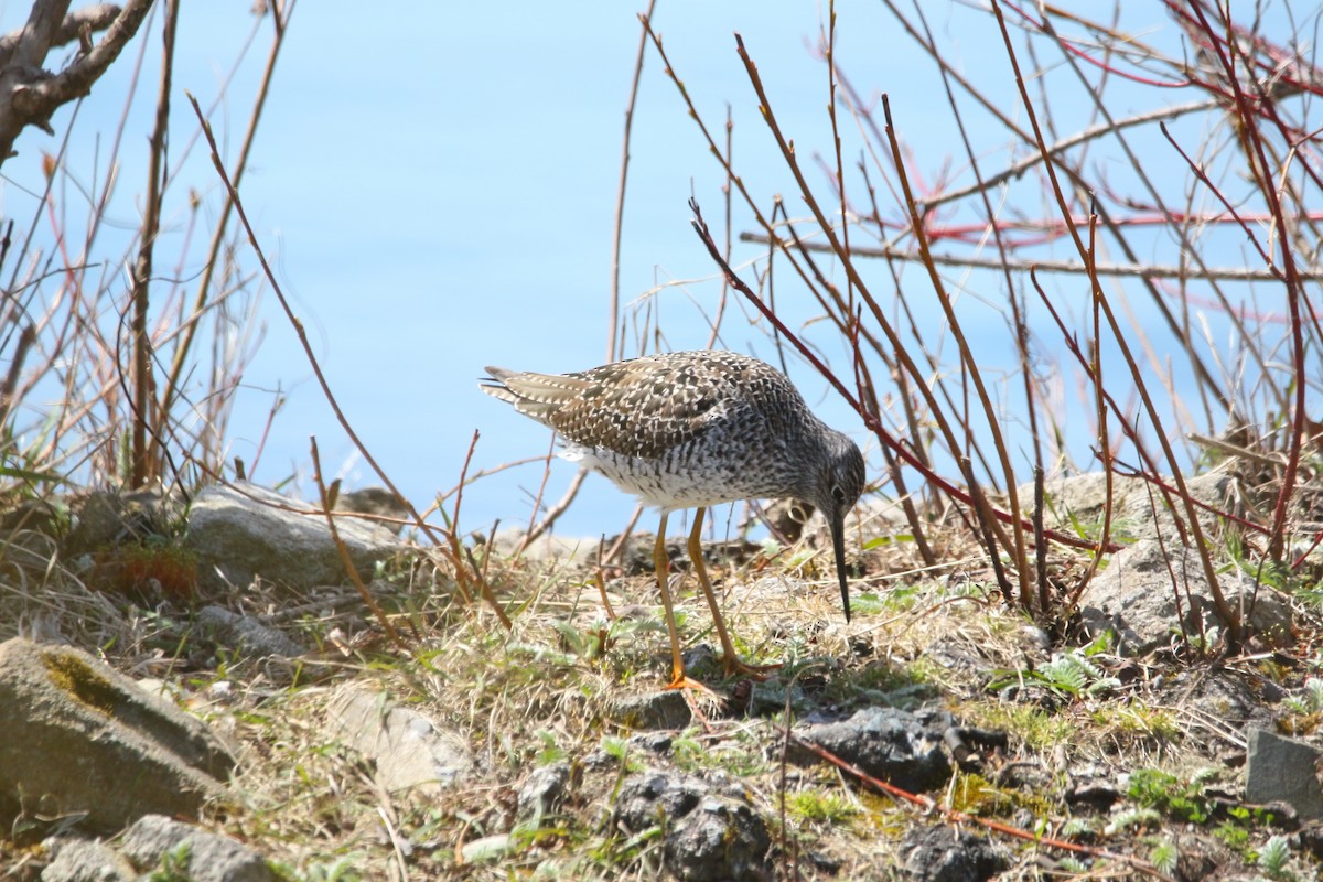 Greater Yellowlegs - ML617992993