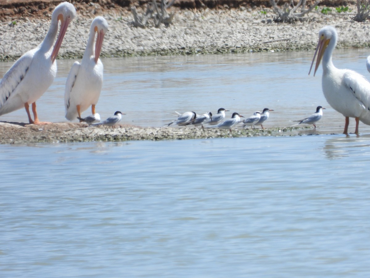 Forster's Tern - Mark Donahue