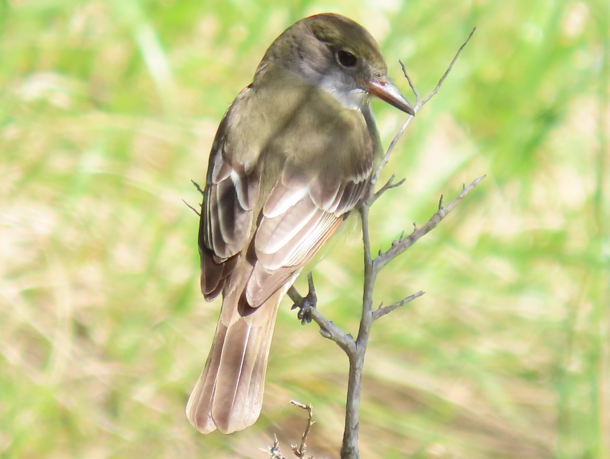 Great Crested Flycatcher - ML617993020