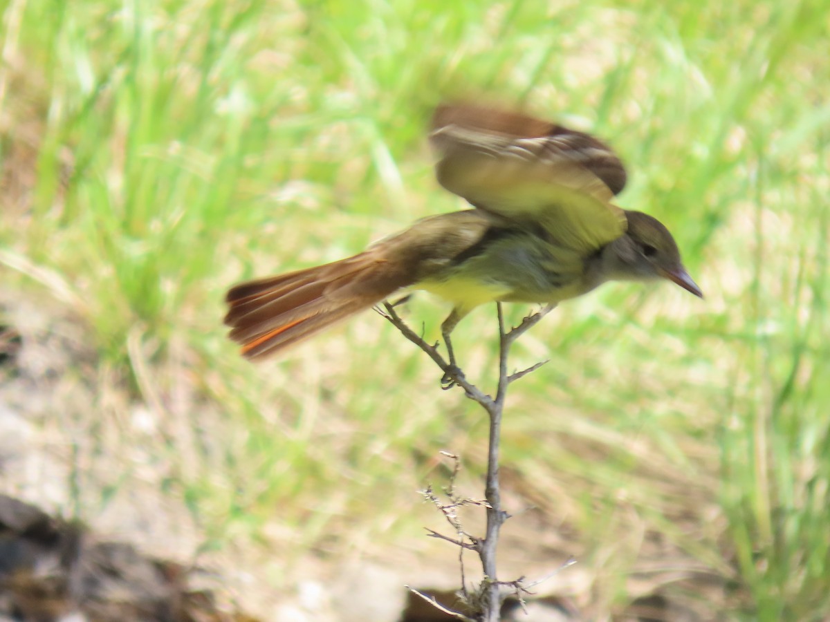 Great Crested Flycatcher - ML617993023