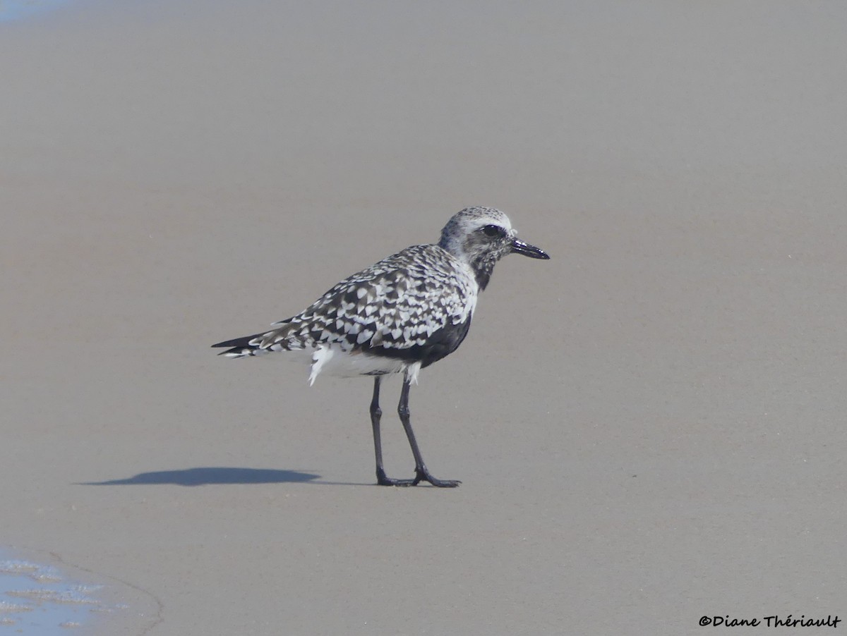 Black-bellied Plover - ML617993039