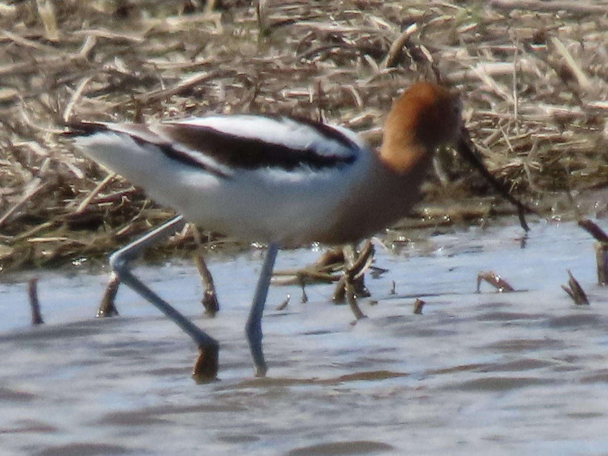 American Avocet - Luanne Pignataro