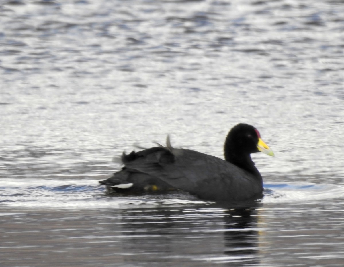 Slate-colored Coot - Fernando Muñoz