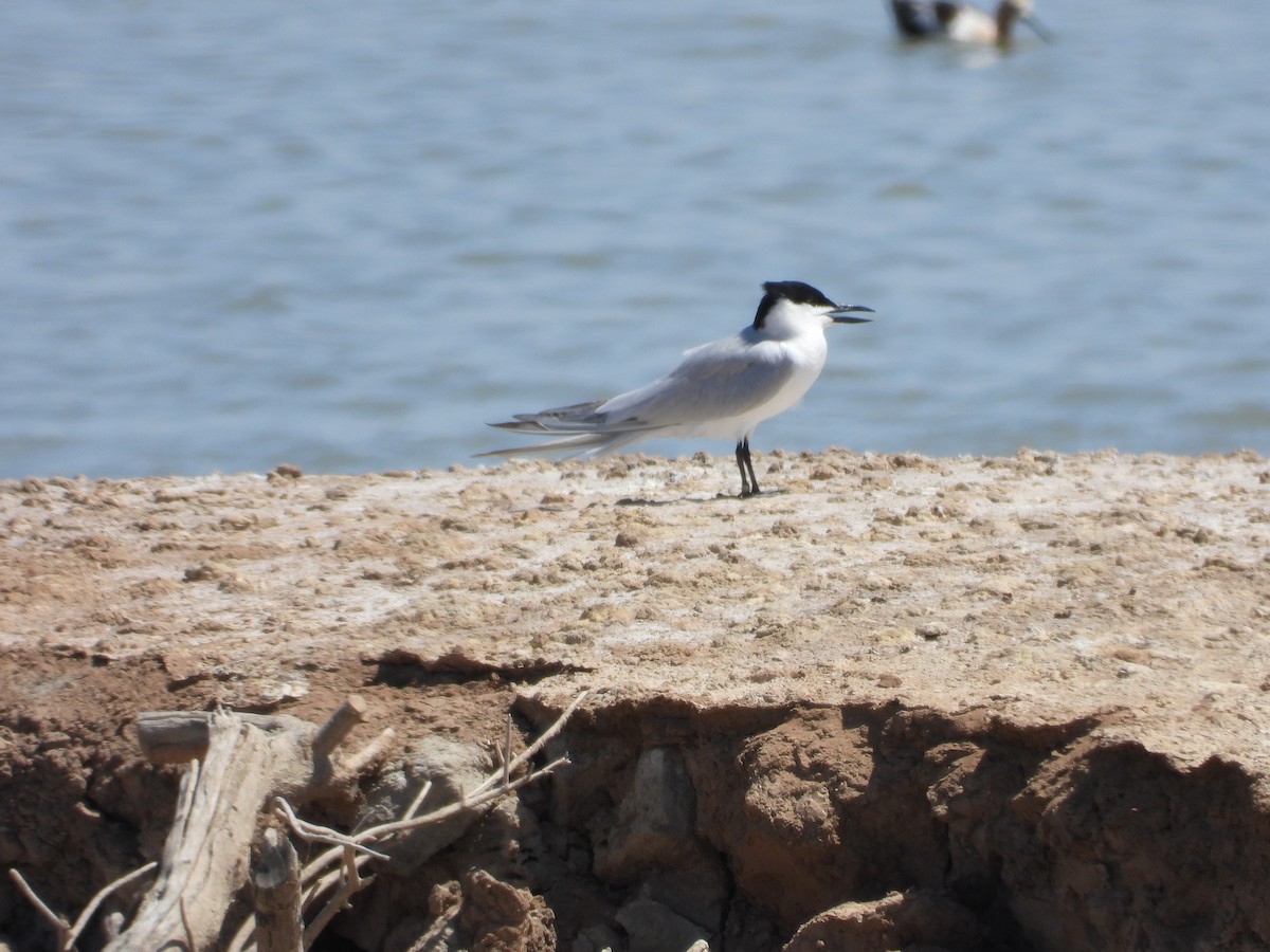 Gull-billed Tern - Mark Donahue