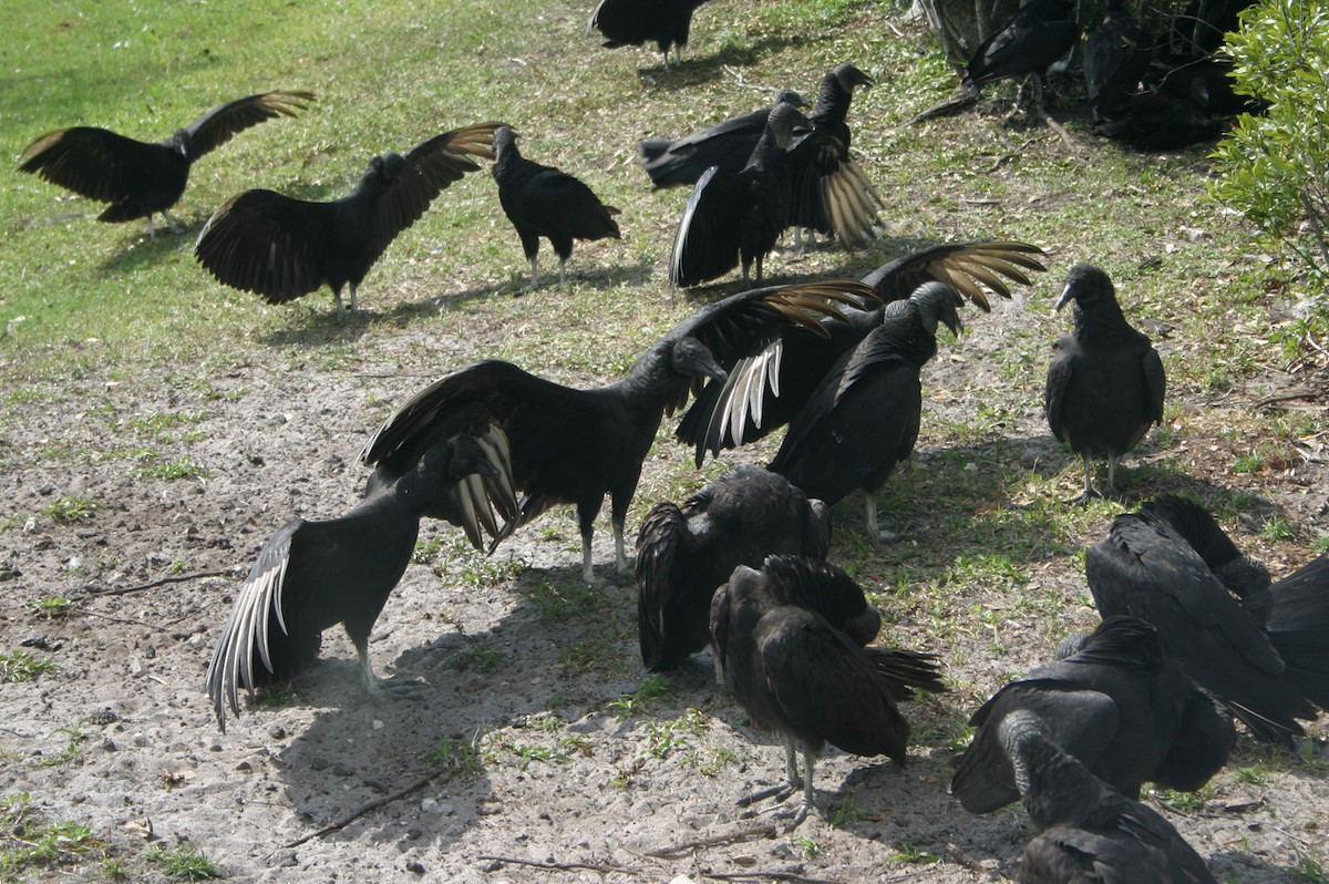 Black Vulture - William Clark
