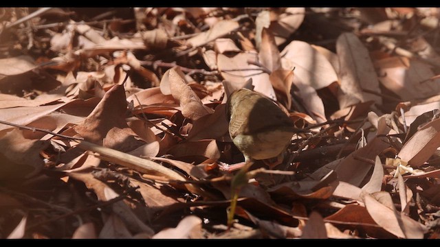 Swainson's Warbler - ML617993108