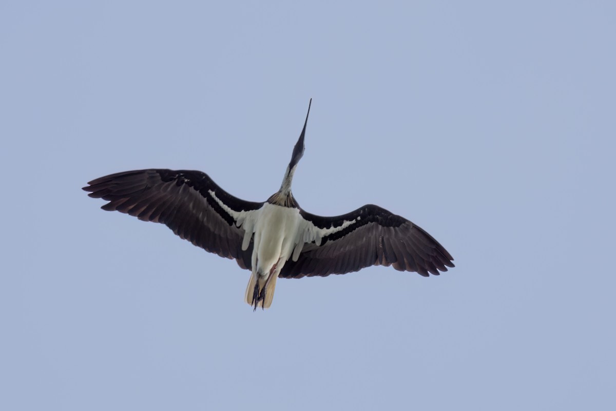 ibis slámokrký - ML617993202