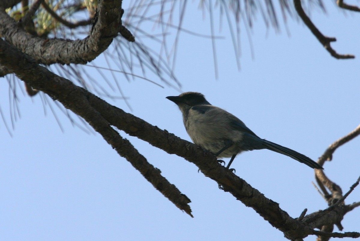 Florida Scrub-Jay - William Clark