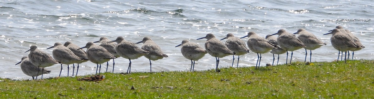 Chevalier semipalmé - ML617993240