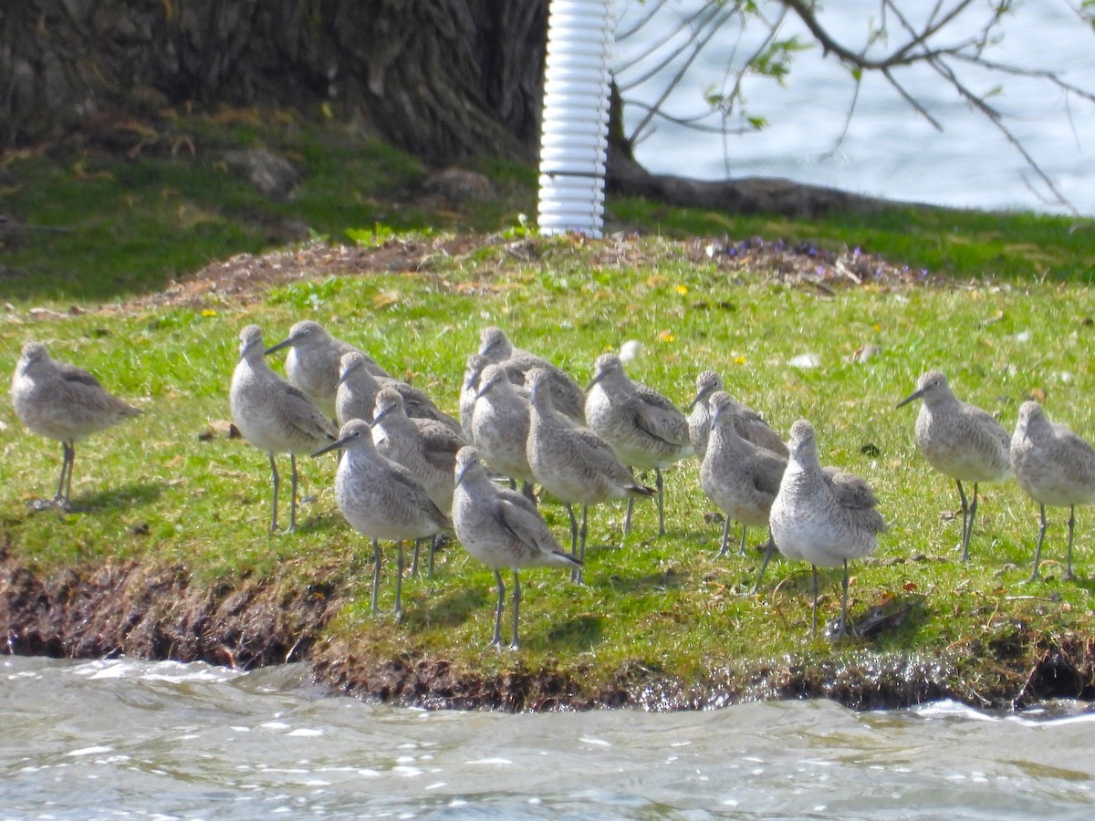 Playero Aliblanco - ML617993241