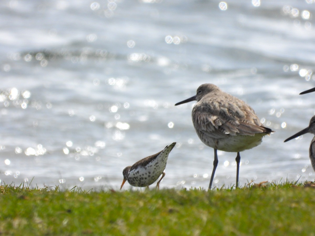 Willet - ML617993242