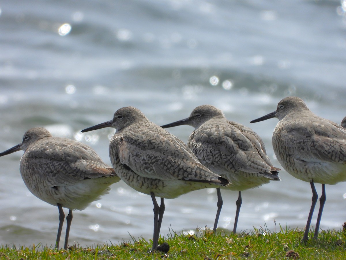 Chevalier semipalmé - ML617993243