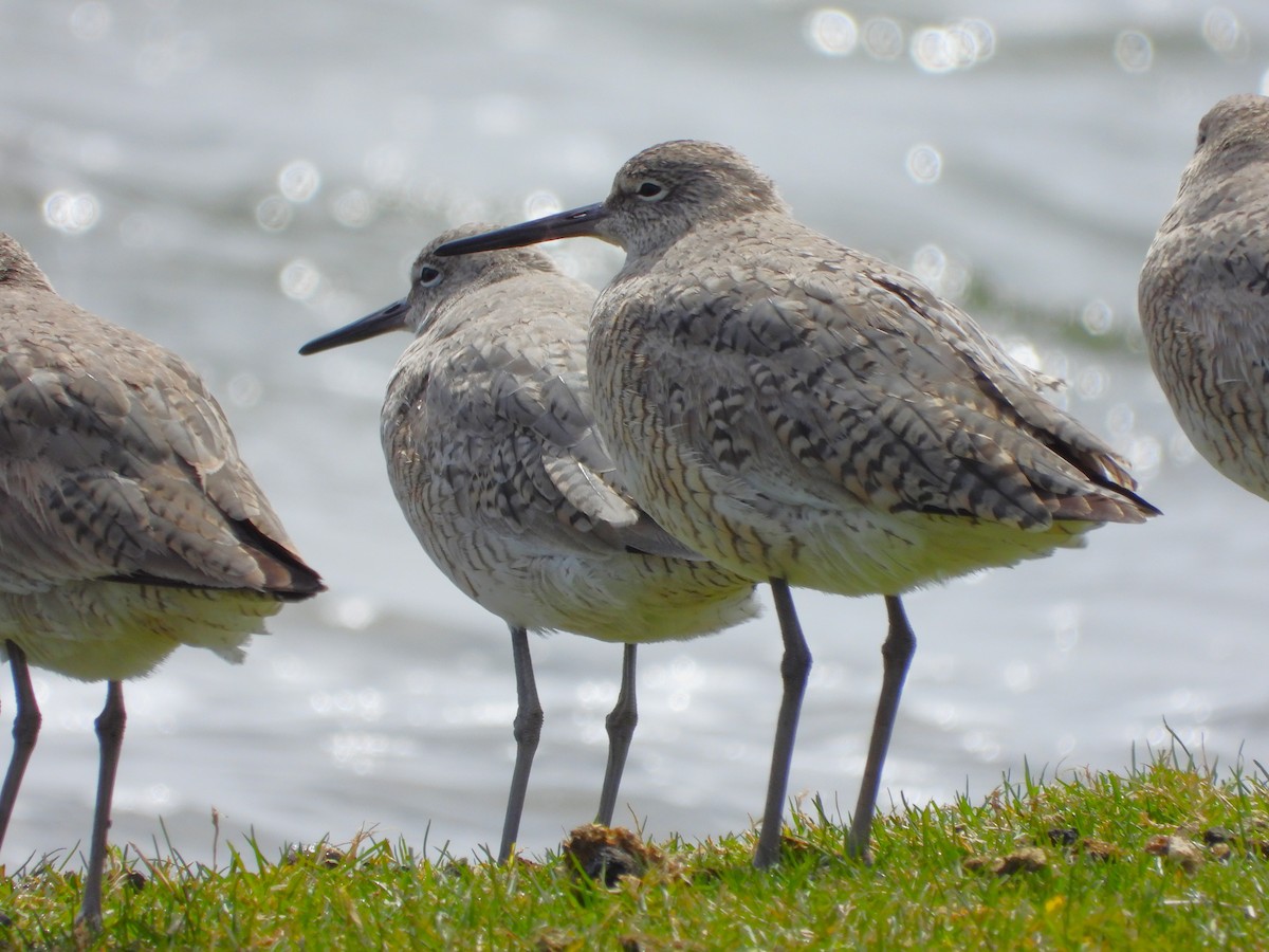 Playero Aliblanco - ML617993244