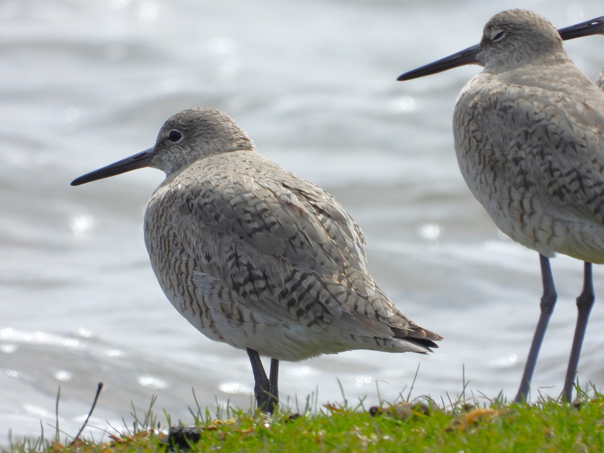 Playero Aliblanco - ML617993245