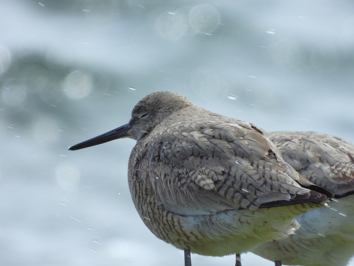 Playero Aliblanco - ML617993246