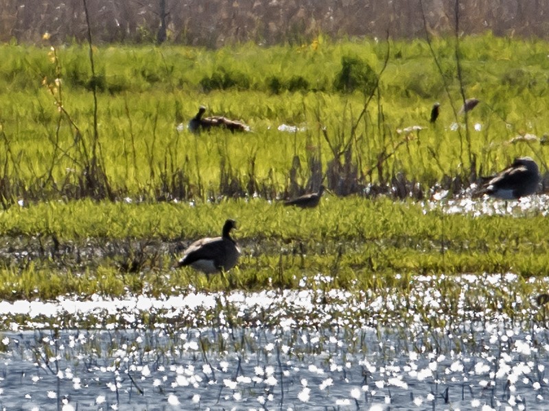 Marbled Godwit - ML617993258