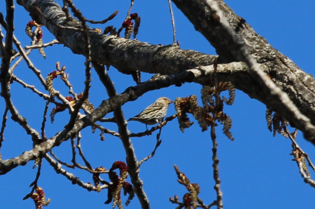 Pine Siskin - ML617993280